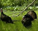 Ten Tips for a Safe Spring Turkey Hunt 1