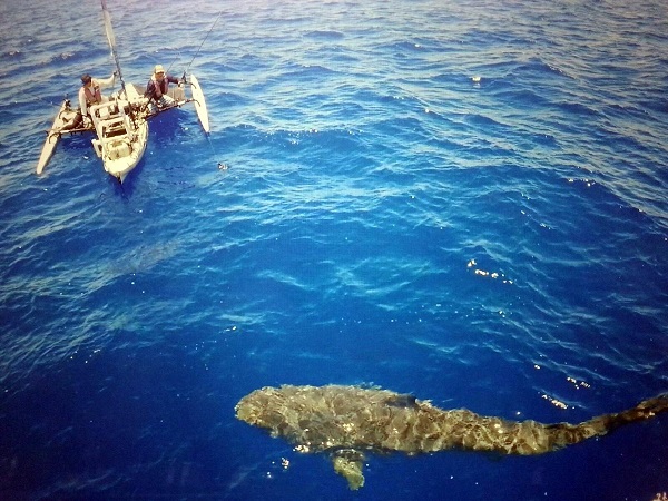The Shark on Pacific Warriors 1