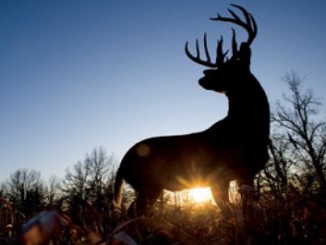How Off-Season Deer Hunting with a Camera Can Help