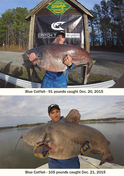 Lake Gaston Yields 3 Blue Catfish Records