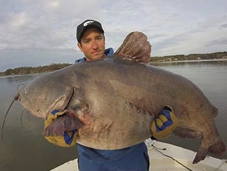 Lake Gaston Yields 3 Blue Catfish Records