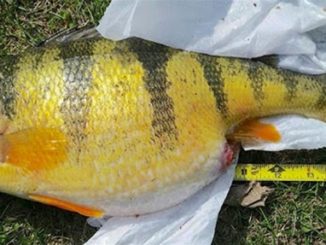 Lunker Yellow Perch Caught on St. Croix Triumph Ultra-Light