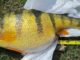 Lunker Yellow Perch Caught on St. Croix Triumph Ultra-Light