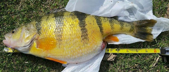 Lunker Yellow Perch Caught on St. Croix Triumph Ultra-Light