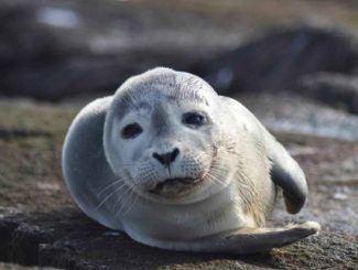 No Selfies with Seals