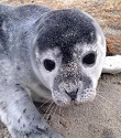 No Selfies with Seals