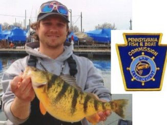 Pennsylvania Yellow Perch Record