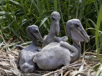 Share the Shore with Beach-Nesting Birds