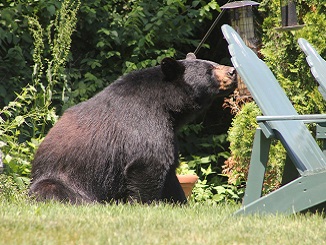 Sharing Land with Black Bears