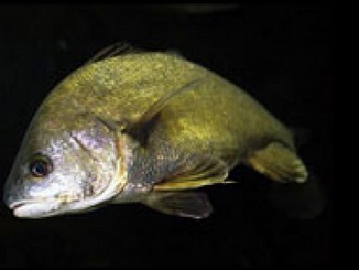 Six Reasons to Fish for Freshwater Drum