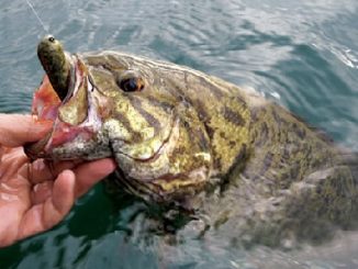 The 5 Fishing Lures Smallmouth Can't Resist