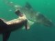 A deadly encounter between a tiger shark and a hammerhead