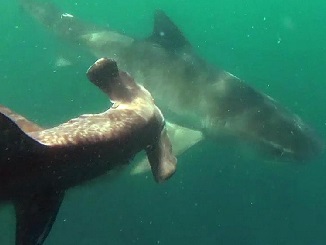 A deadly encounter between a tiger shark and a hammerhead