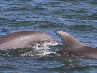Dolphins more common in Potomac than previously thought