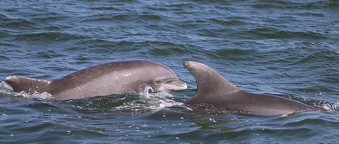 Dolphins more common in Potomac than previously thought