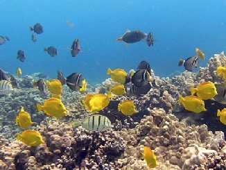 Essential Fish Habitat of the Pacific Islands