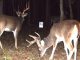 How to Run a Trail-Camera Survey