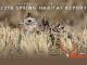 Pheasant Nesting Report