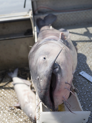 Atlantic Sturgeon Survey Negative in Chesapeake Bay a