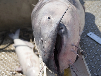 Atlantic Sturgeon Survey Negative in Chesapeake Bay