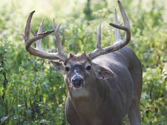Attract Dominant Bucks with Twice the Appeal