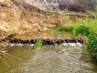 Beavers engineer better fish habitat