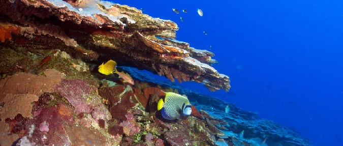 Deep Water Can Shield Corals from Warming Seas
