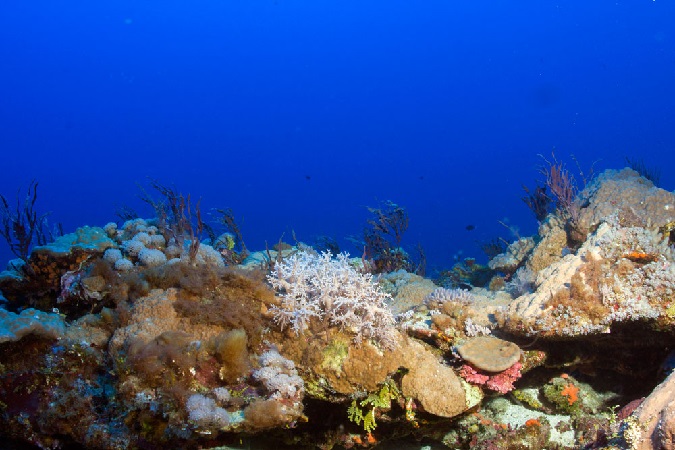 Deep Water Can Shield Corals from Warming Seas