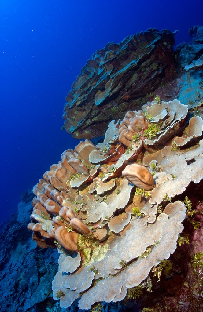 Deep Water Can Shield Corals from Warming Seas