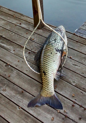 Grass Carp Invasion Also Threatens Great Lakes Fisheries