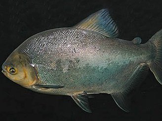 Invasive Pacu In Michigan