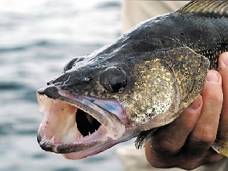 Mille Lacs walleye quota busted