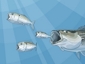 Modernize management of Atlantic menhaden