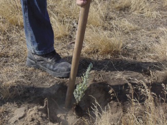 Mule Deer Foundation Shrub Planting Request for Proposals