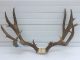 Outfitter Sentenced for Poaching Trophy Colorado Mule Deer