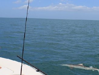 Targeting Sharks In The Northeast Region