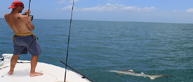 Targeting Sharks In The Northeast Region