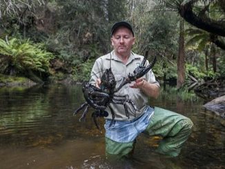 The Tasmanian Giant Freshwater Crayfish