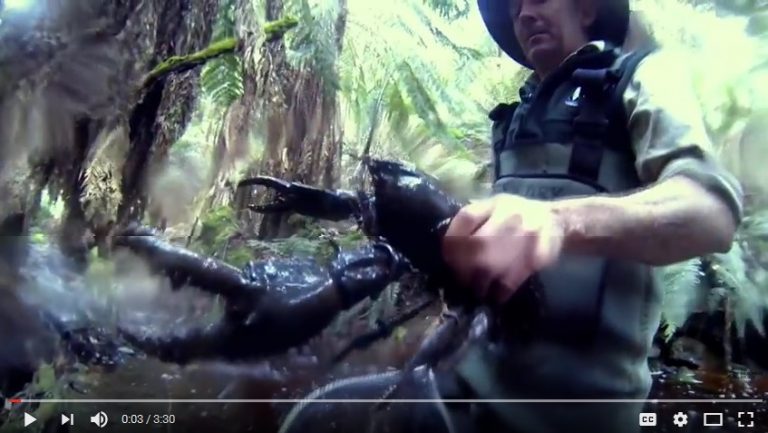 The Tasmanian Giant Freshwater Crayfish