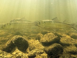 Trawlers suspected in disappearance of shad, herring offshore