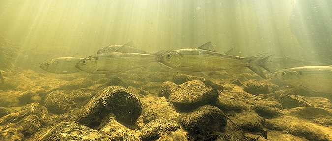 Trawlers suspected in disappearance of shad, herring offshore