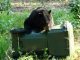 Waste Pro and FWC team up to reduce human-bear conflicts
