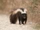 Young skunks strike out on their own in August
