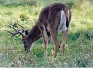 A Look At Deer Hunting