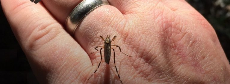 Are Mosquitos or Ticks Ruining Your Deer Season