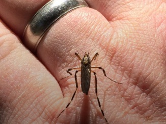 Are Mosquitos or Ticks Ruining Your Deer Season