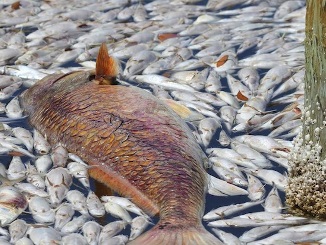 Indian River Lagoon - Dead River, Dead Community