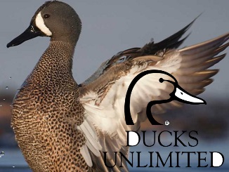 Ducks Unlimited - Tips for Hunting Early Teal