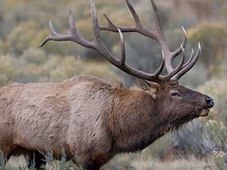 Field Judging Elk