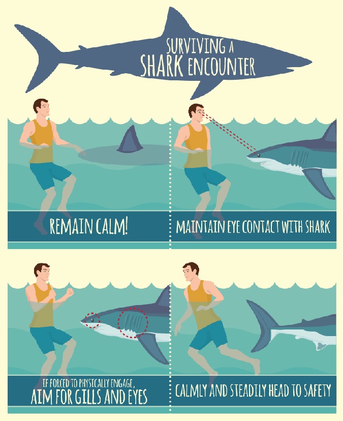 How to Avoid a Shark Attack  5